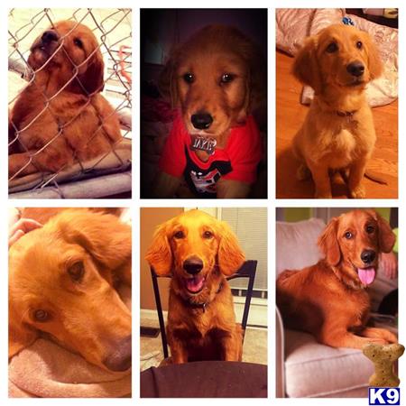 GoldenSunrisePuppyBarn Picture 2